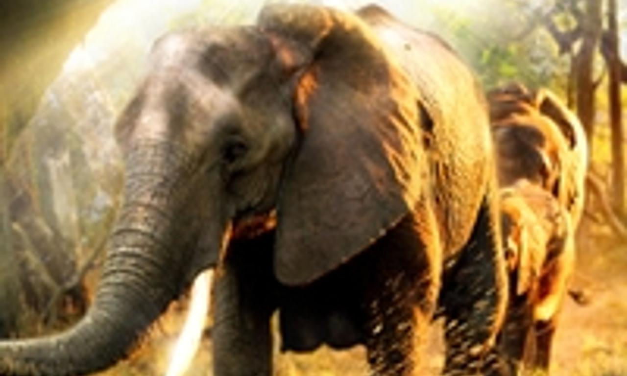 header image for Enchanted Kingdom