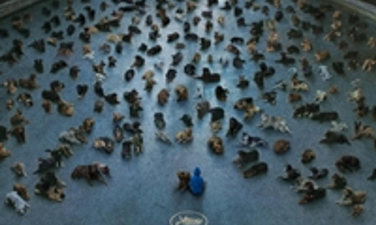 header image for White God