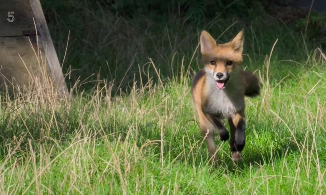 header image for Foxes: Their Secret World