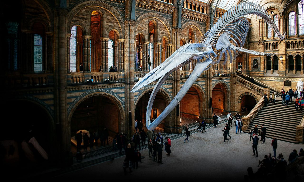 header image for Natural History Museum: World of Wonder