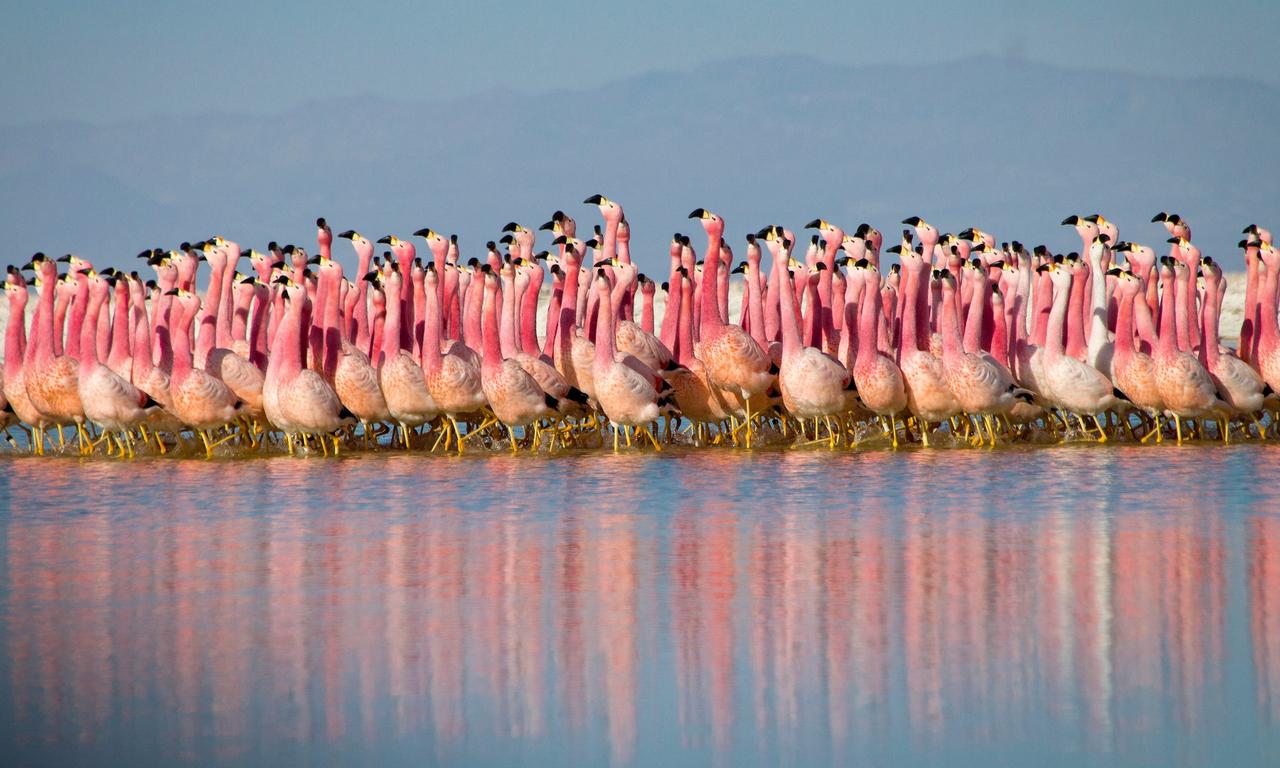 header image for Planet Earth II