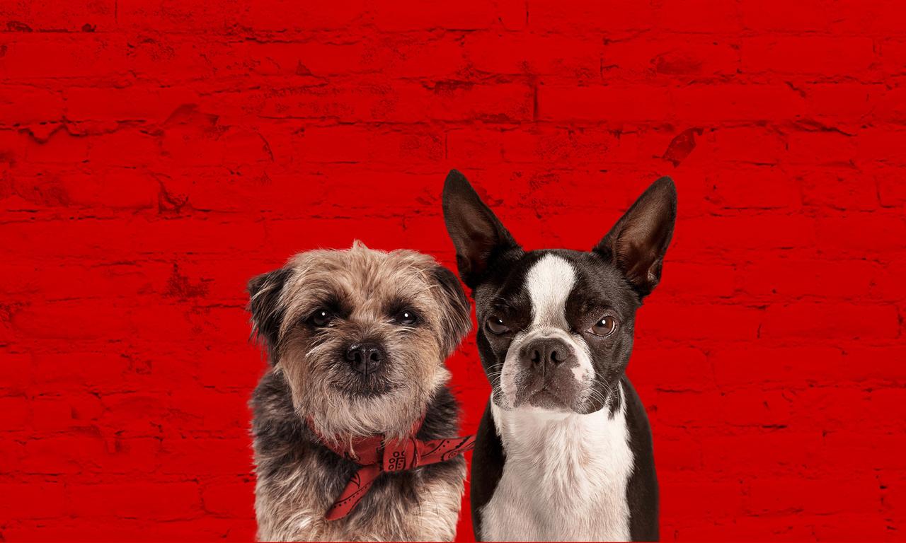 Strays Where to Watch and Stream Online Entertainment.ie