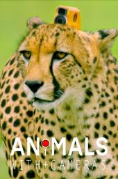 Animals with Cameras
