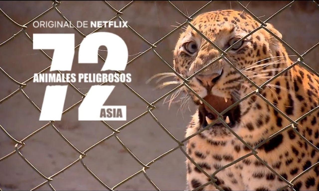 header image for 72 Dangerous Animals: Asia