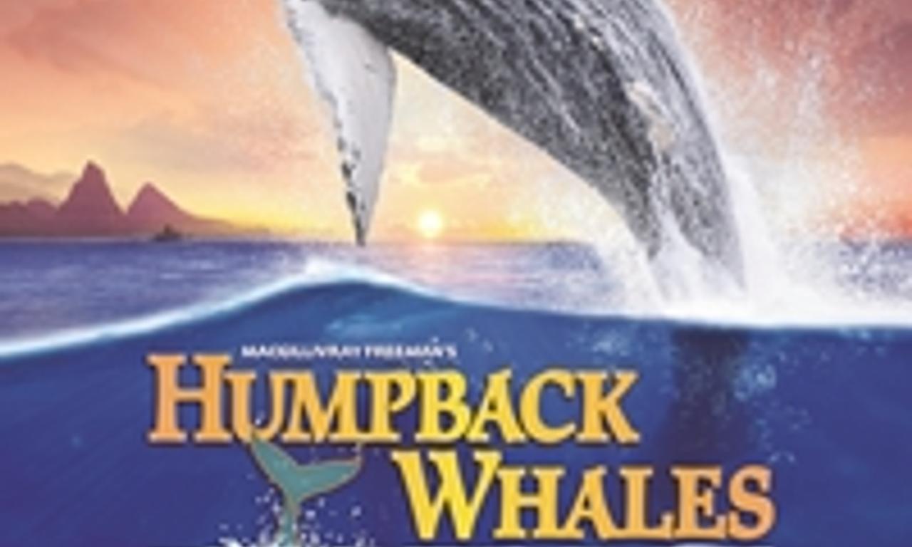 header image for Humpback Whales