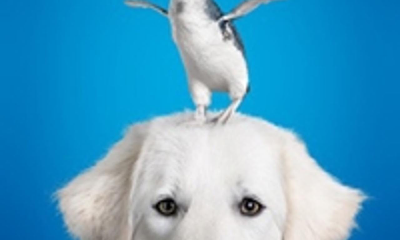 header image for Oddball