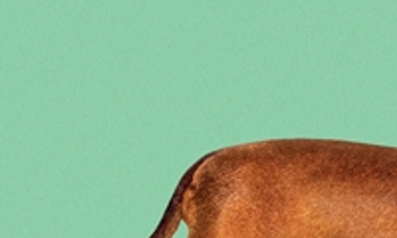 header image for Wiener-Dog