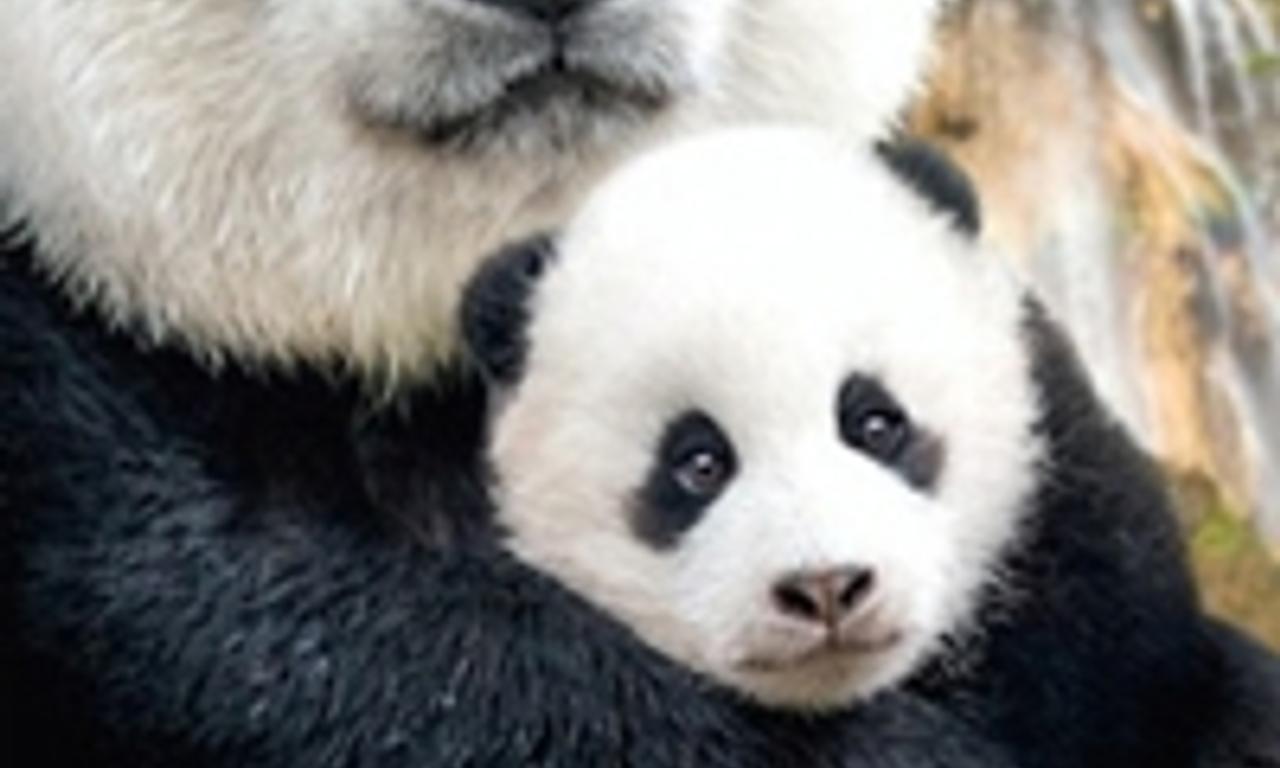 header image for Born in China