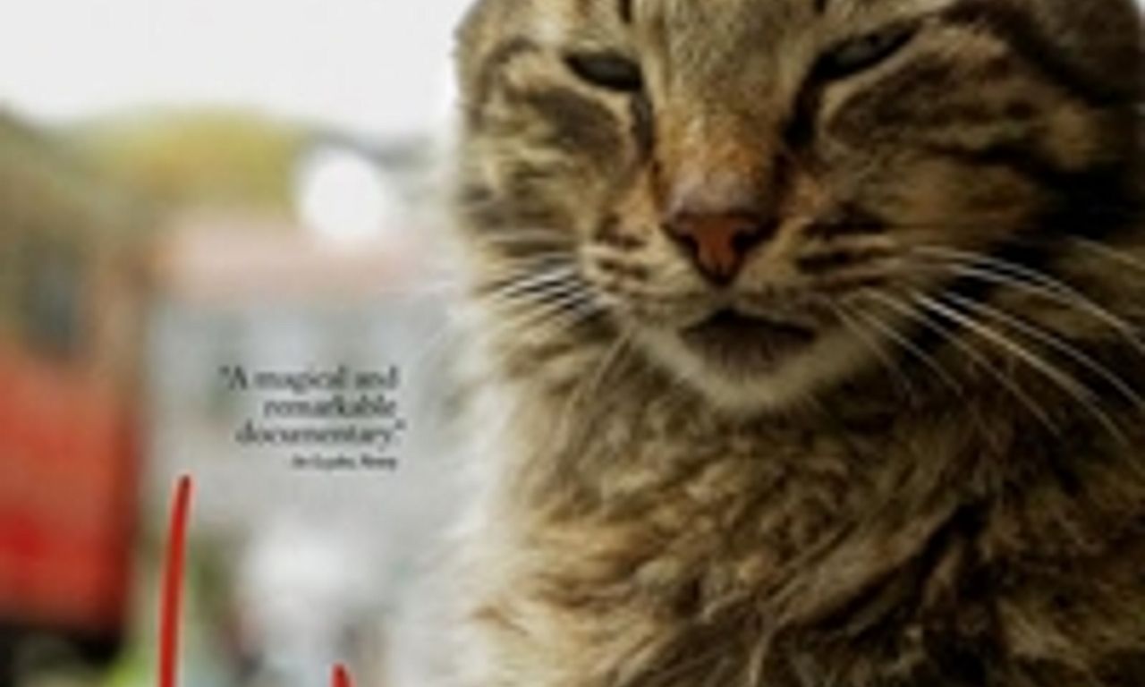 header image for Kedi