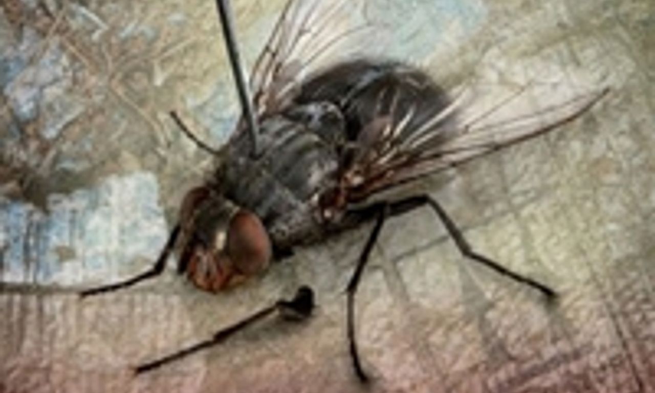 header image for Playground