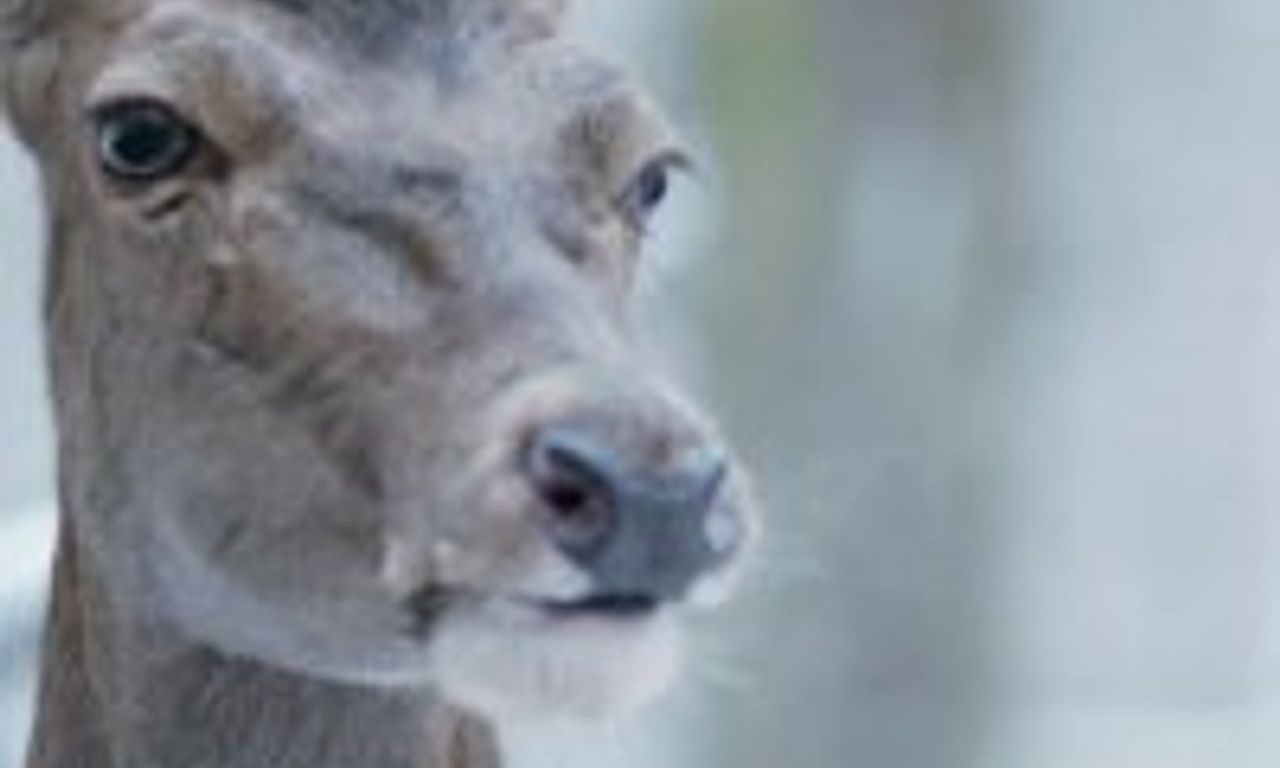 header image for On Body and Soul