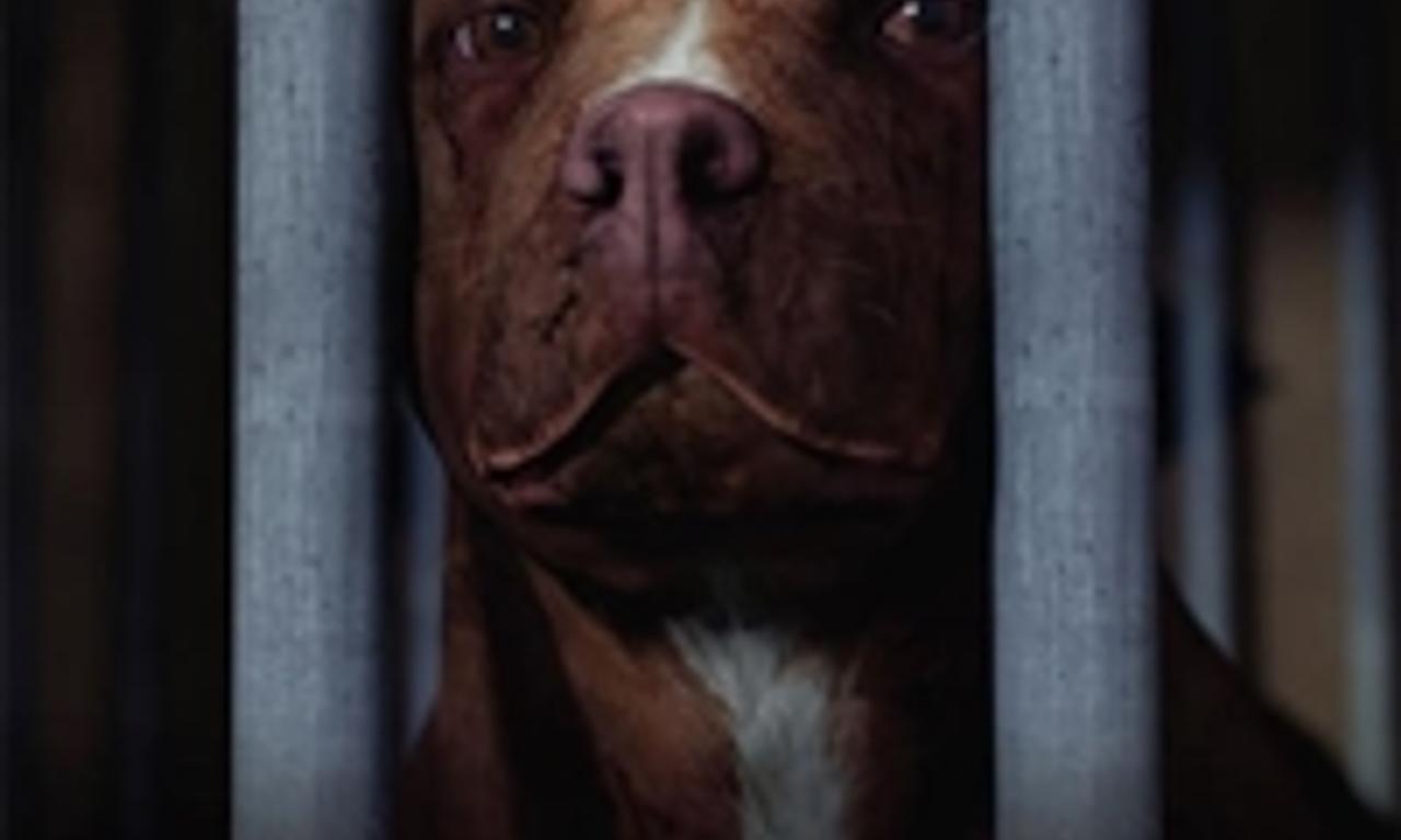 header image for Chance