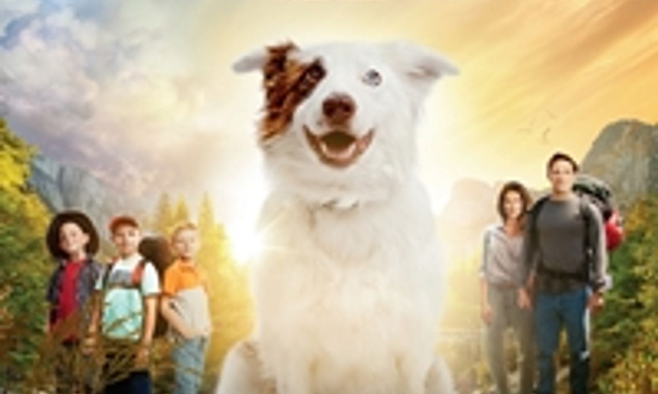 header image for The Stray