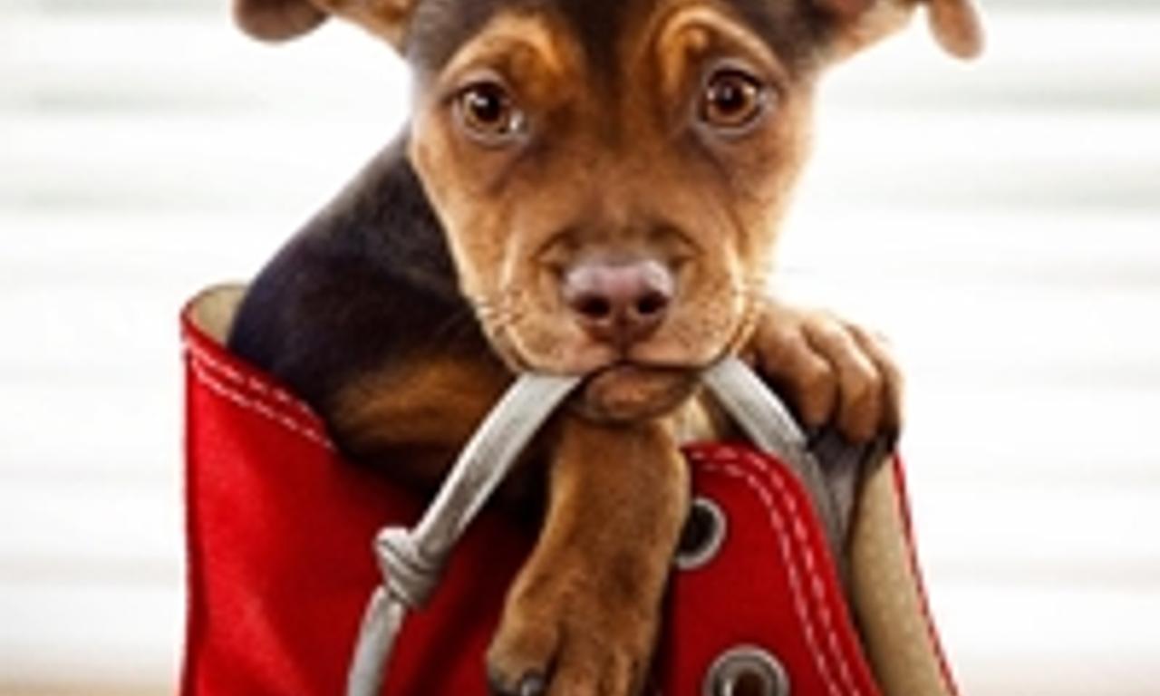 header image for A Dog's Way Home