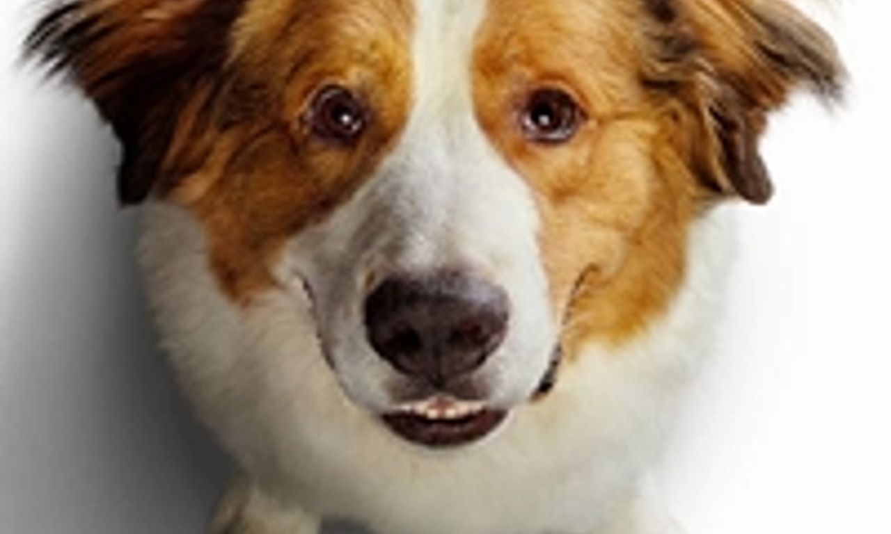 header image for A Dog's Journey