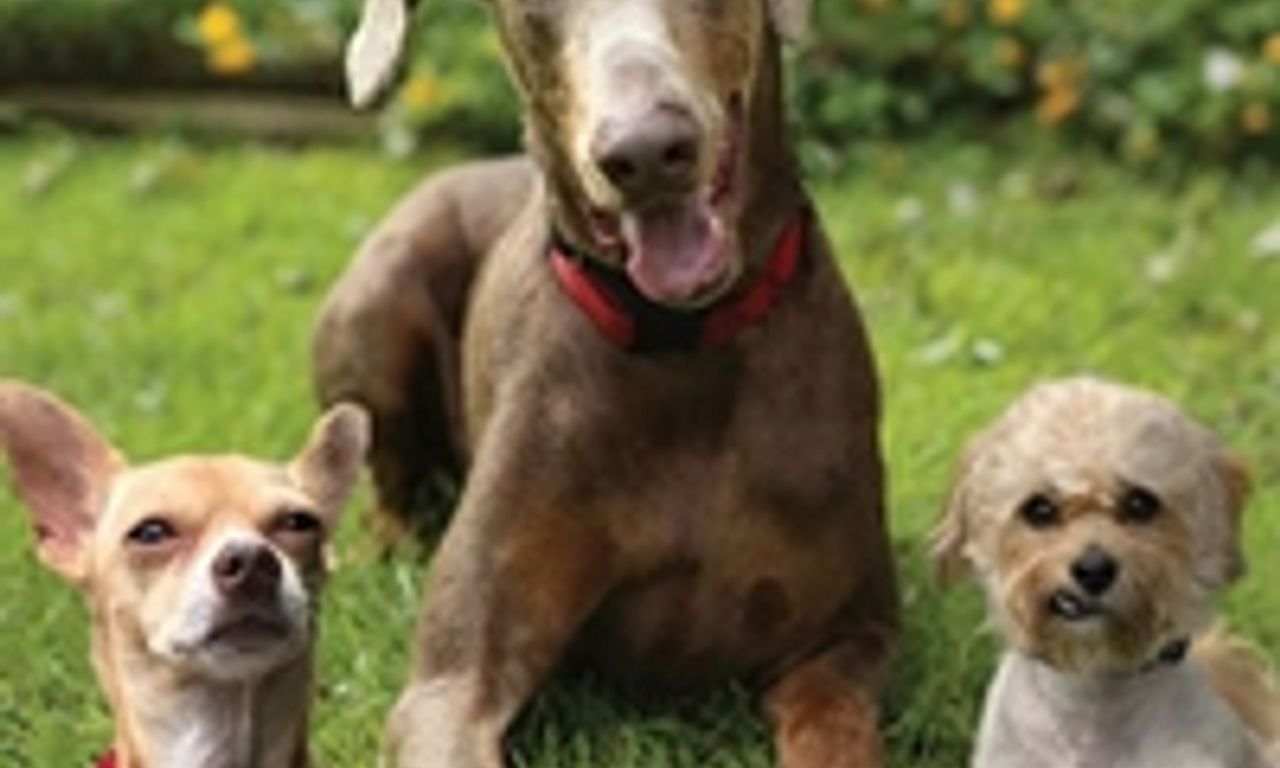 header image for Life in the Doghouse