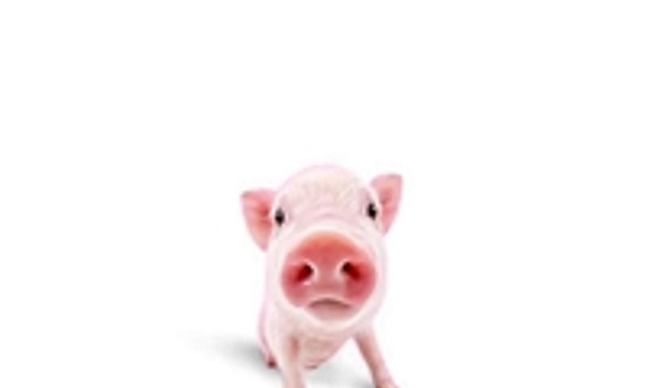 header image for Adhugo