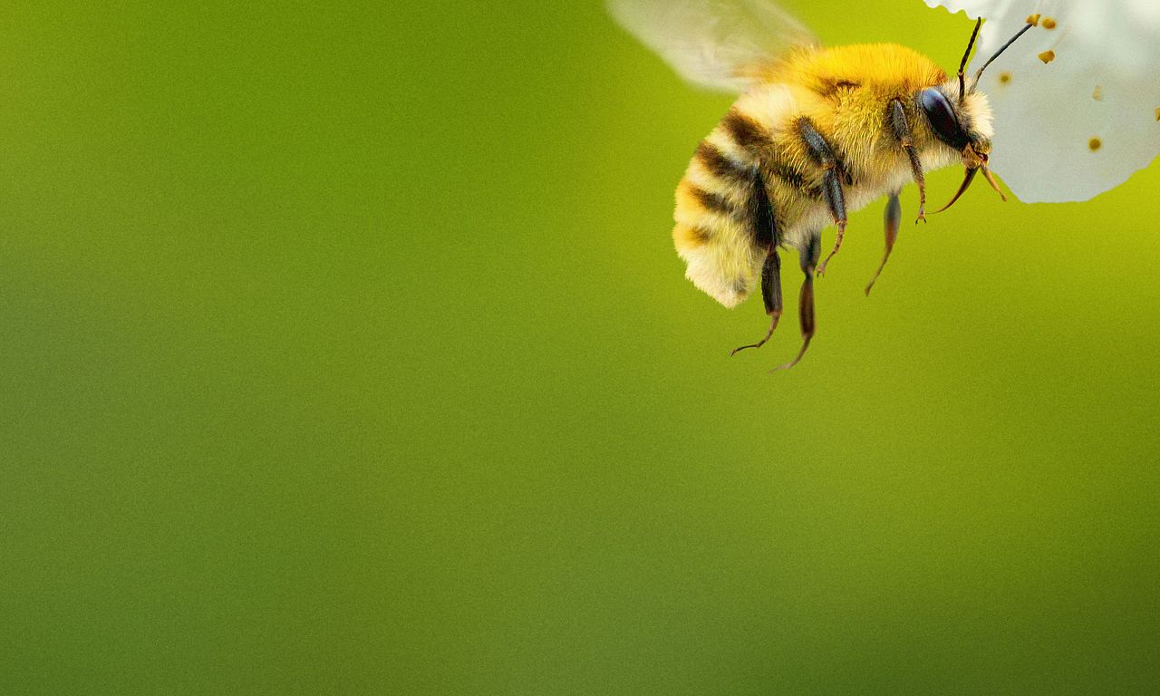 header image for Secrets of the Bees