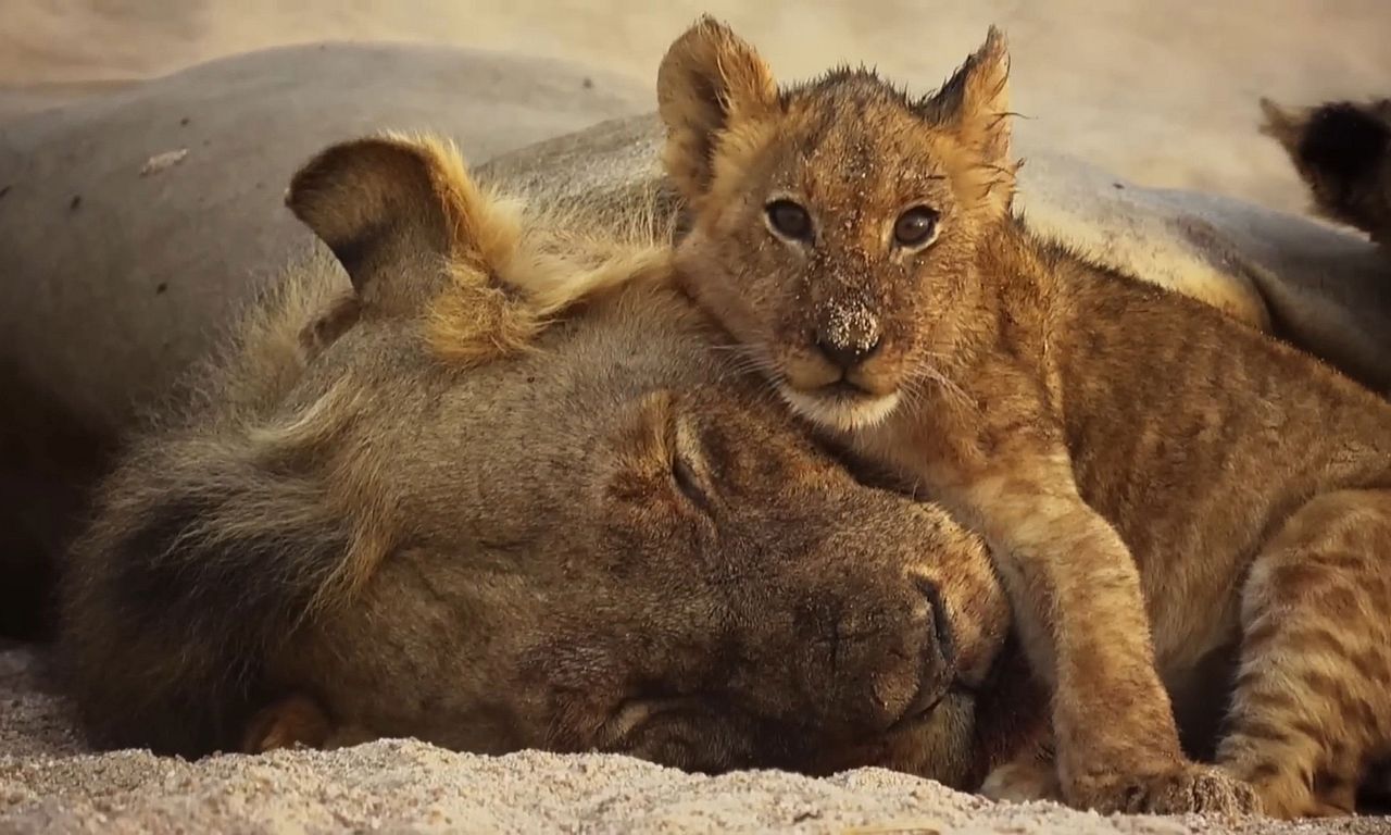 header image for The Lions Rule