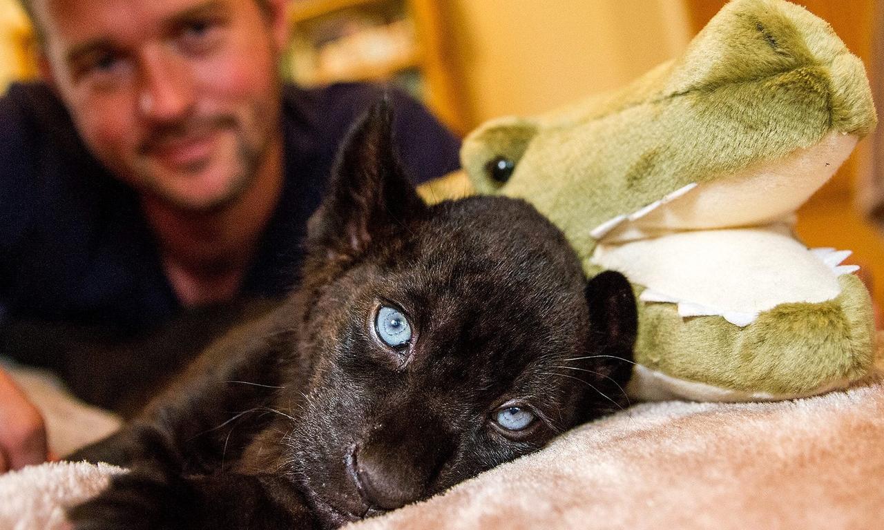 header image for Big Cats About The House