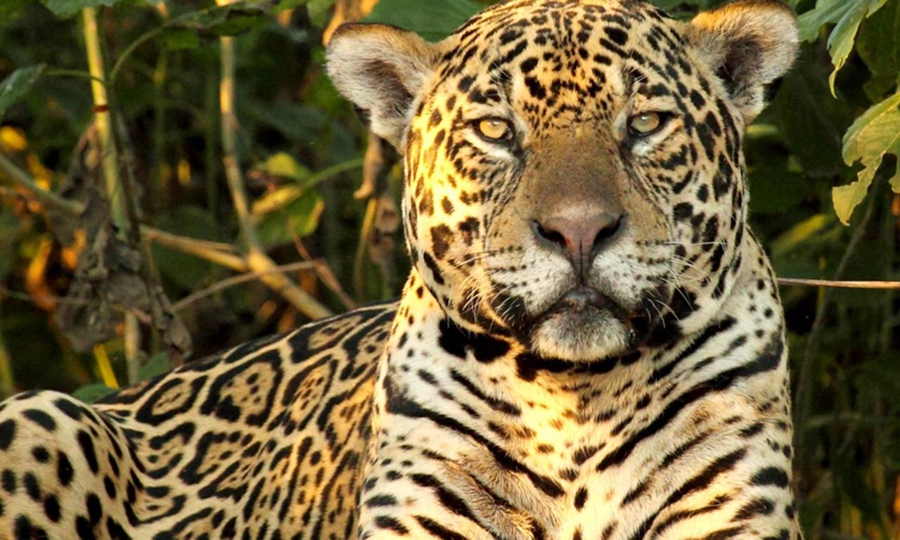 header image for Wild Brazil