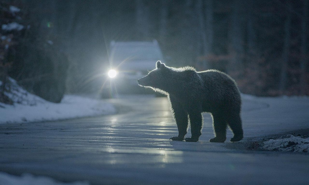 header image for Backyard Bears of Transylvania