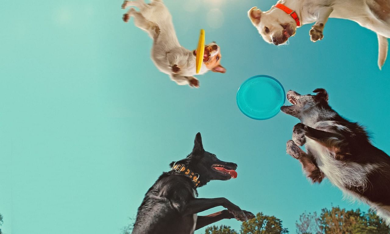 header image for Inside the Mind of a Dog