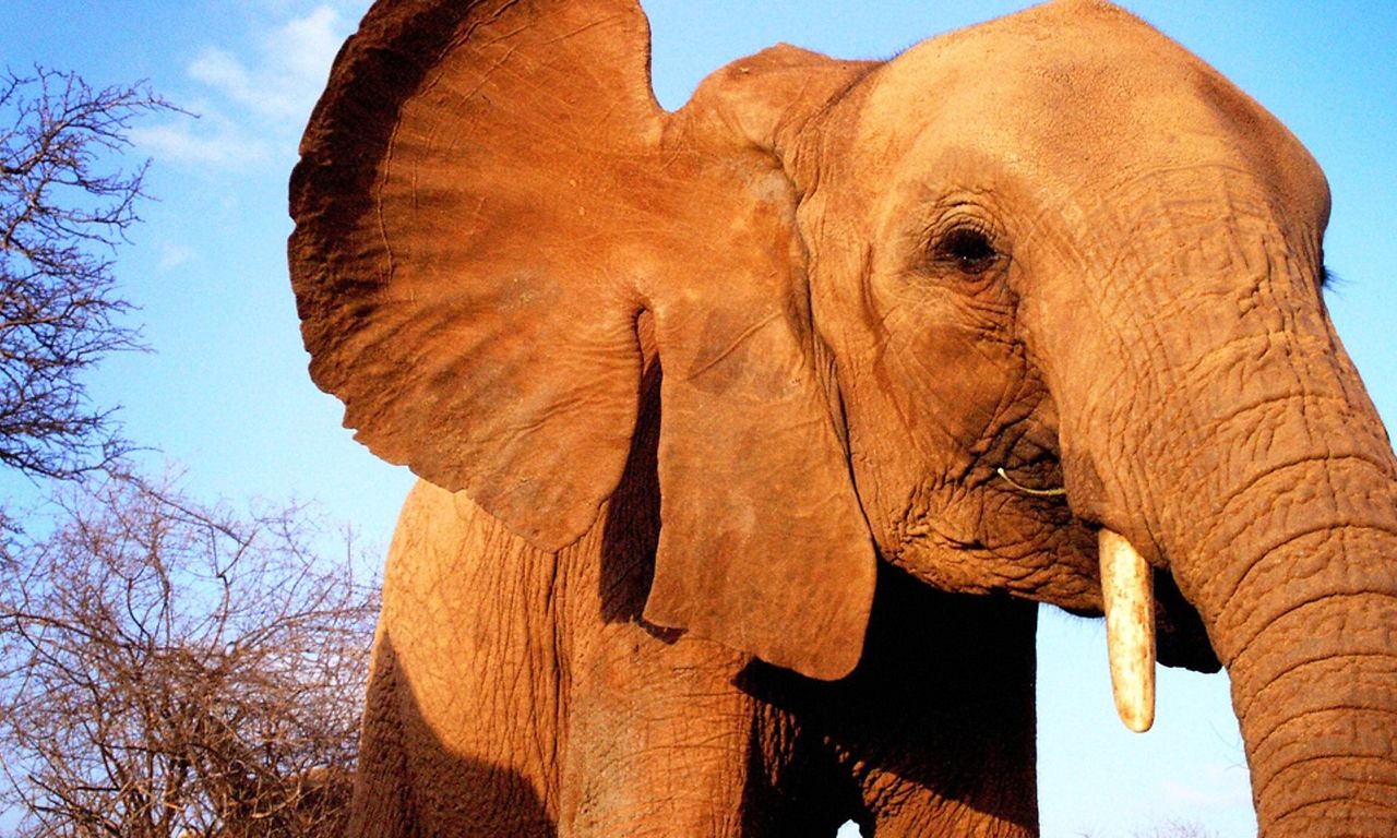 header image for Elephant Diaries