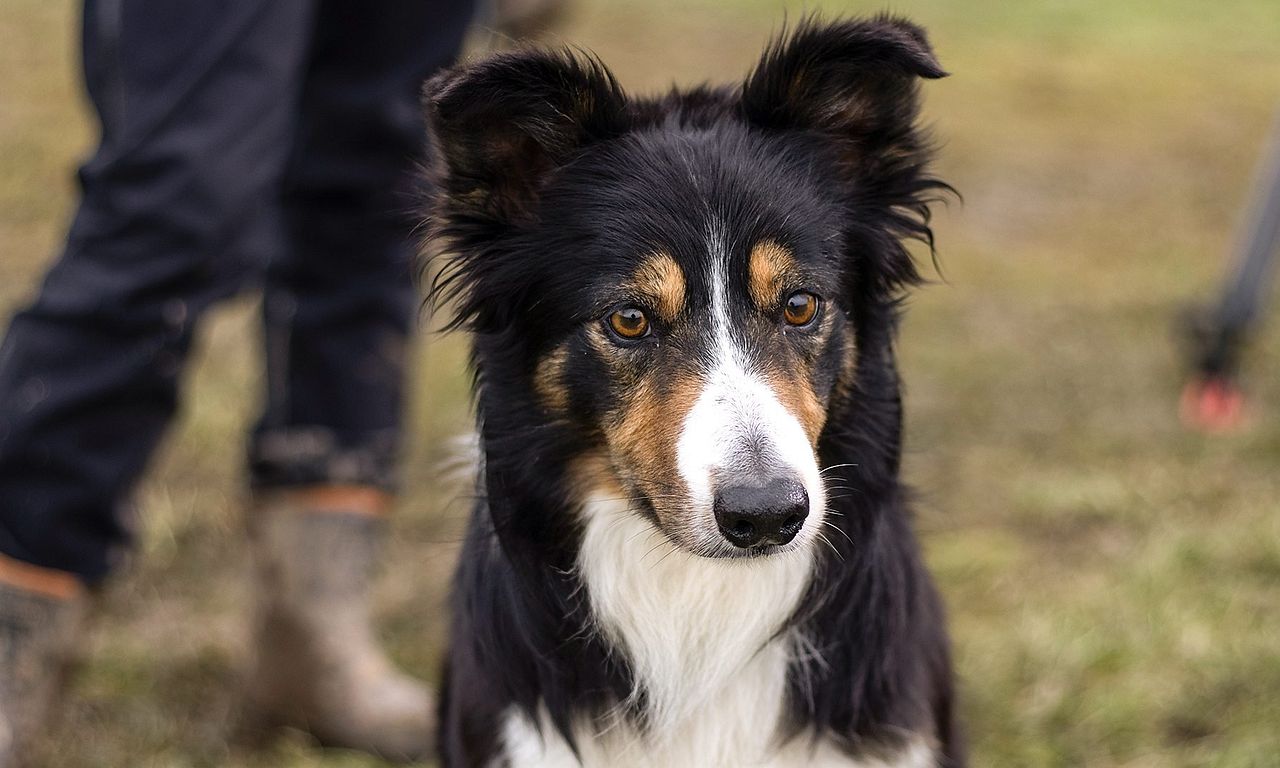 header image for Sheepdog Showdown