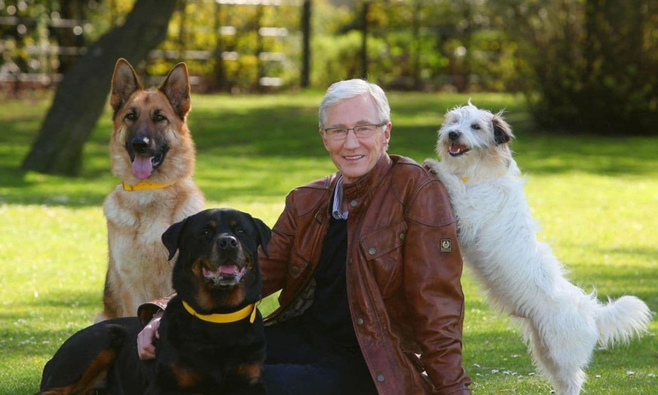 header image for For the Love of Dogs