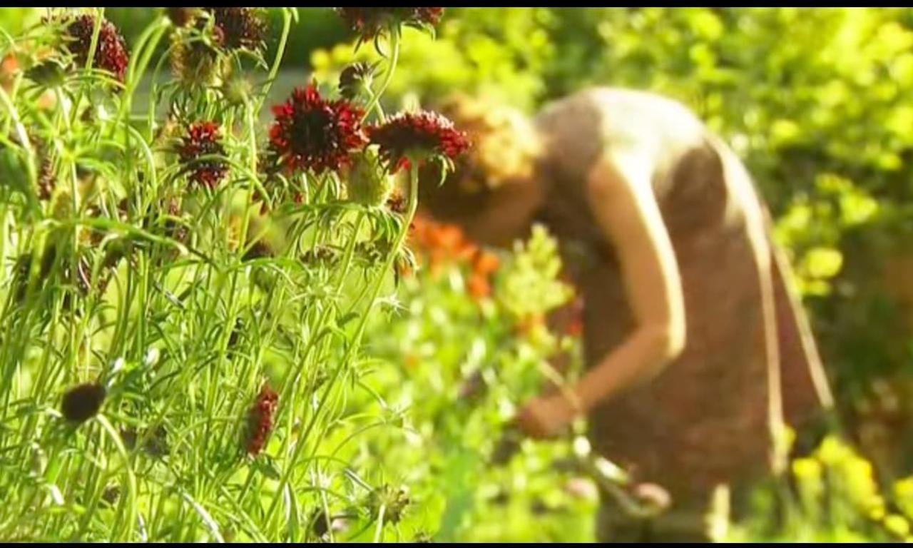 header image for The Edible Garden