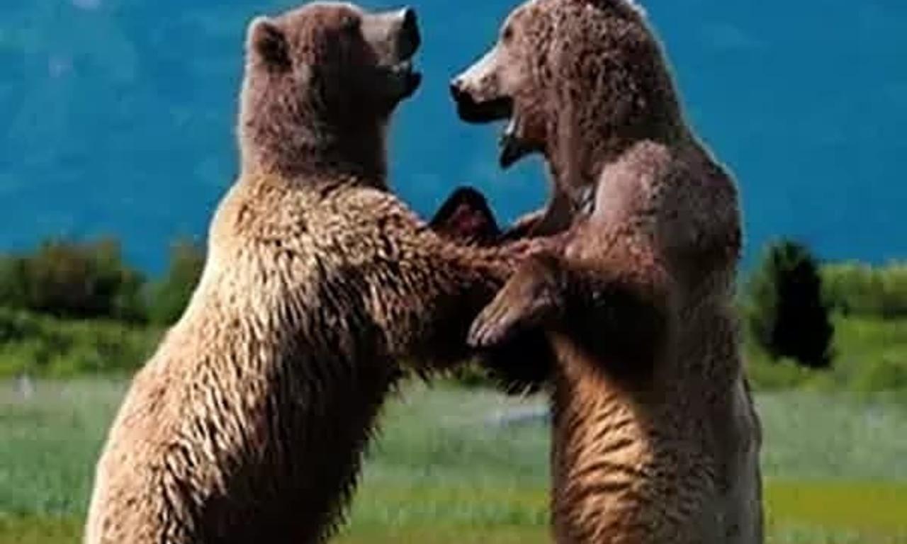 header image for Great Bear Stakeout