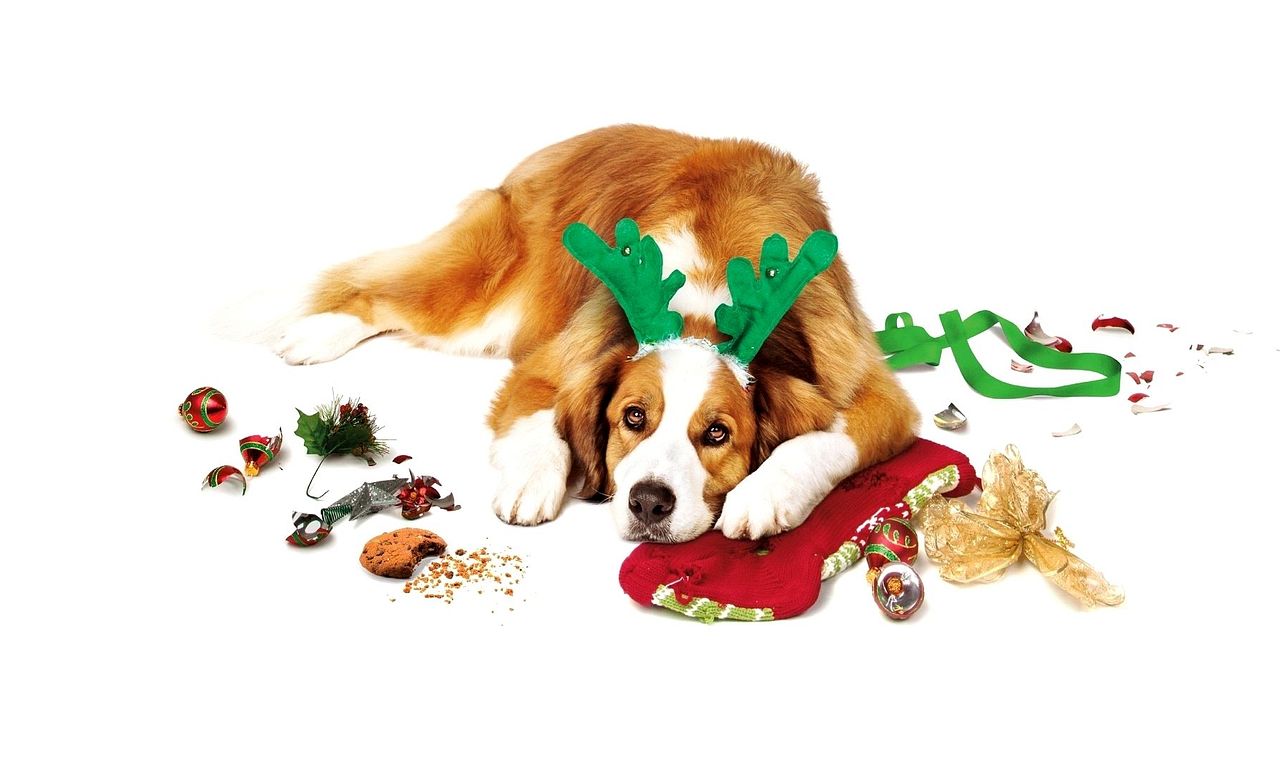 header image for Love the Coopers