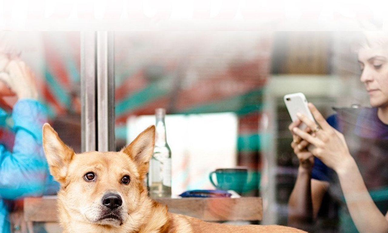 header image for Dog Days