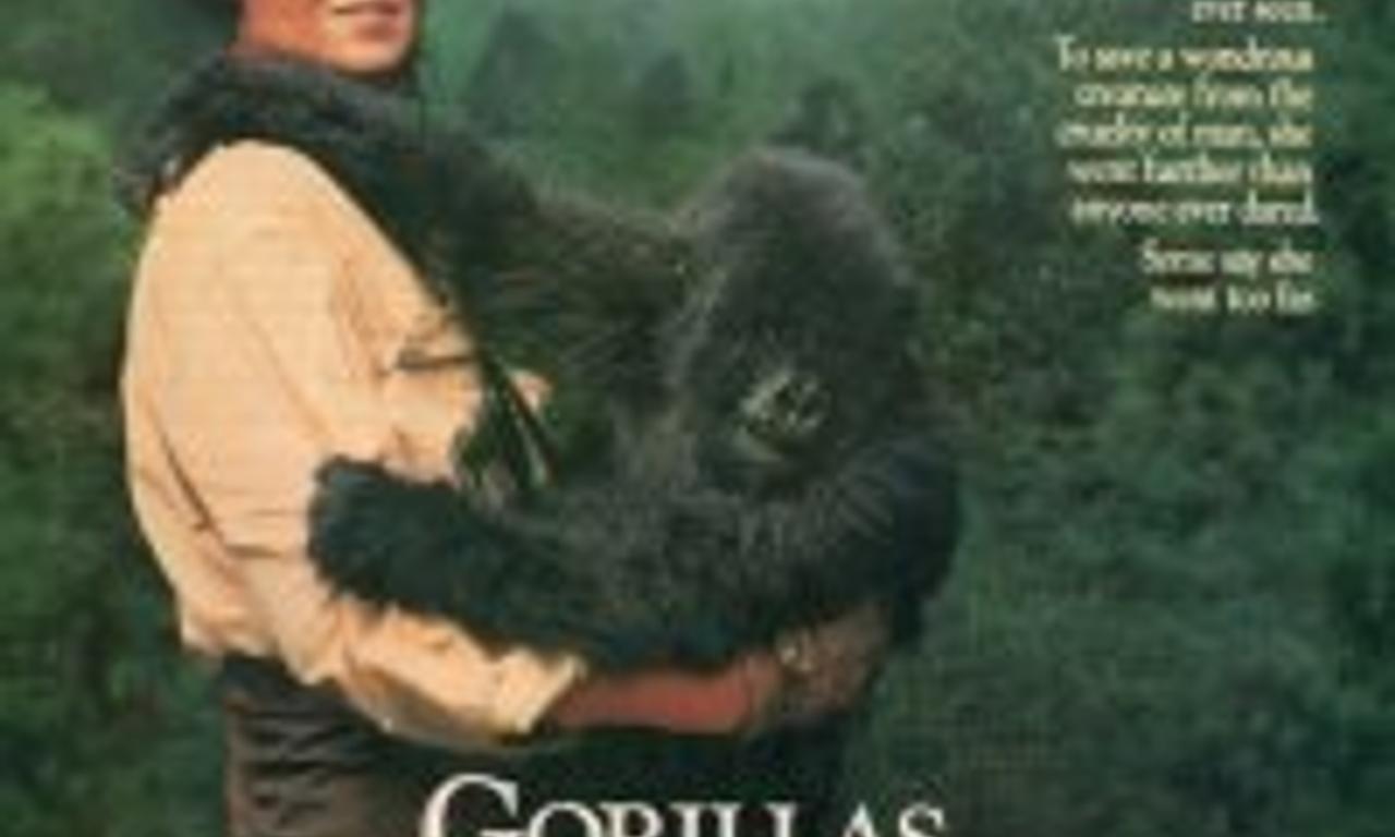 header image for Gorillas in the Mist