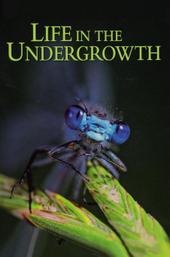 Life in the Undergrowth