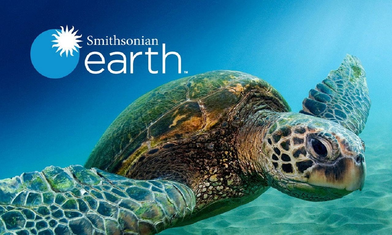 header image for Reef Wrecks