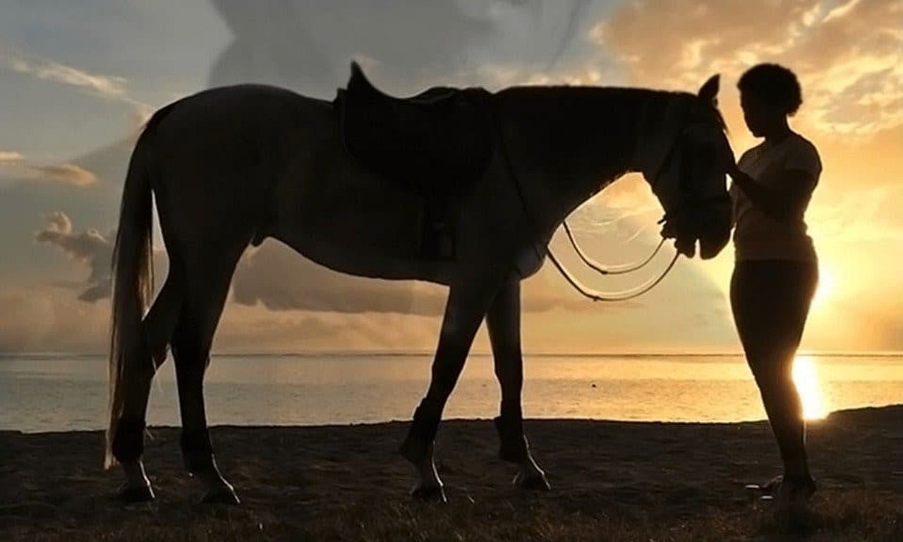 header image for A Horse Called Wish