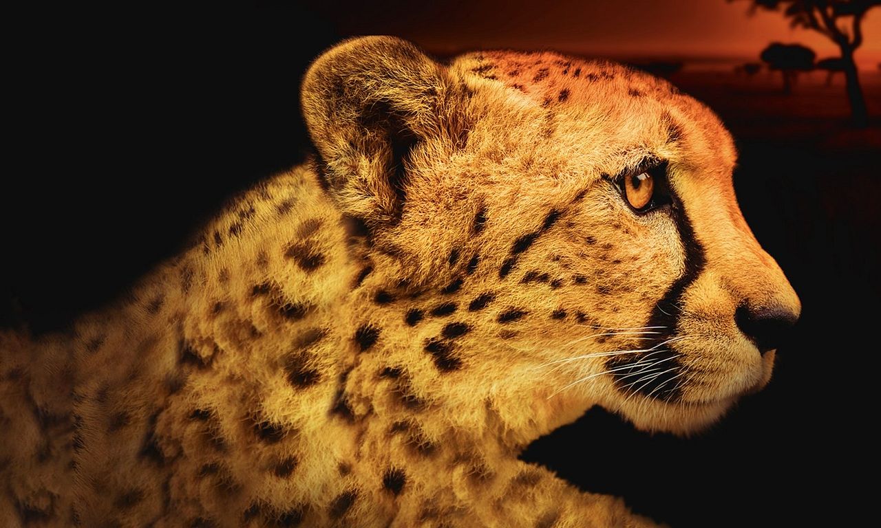 header image for Africa's Deadliest