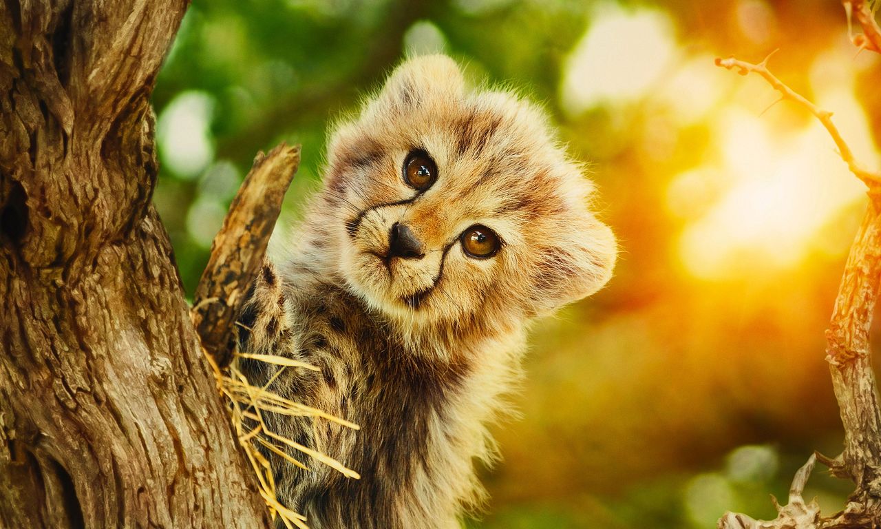 header image for Born To Be Wild