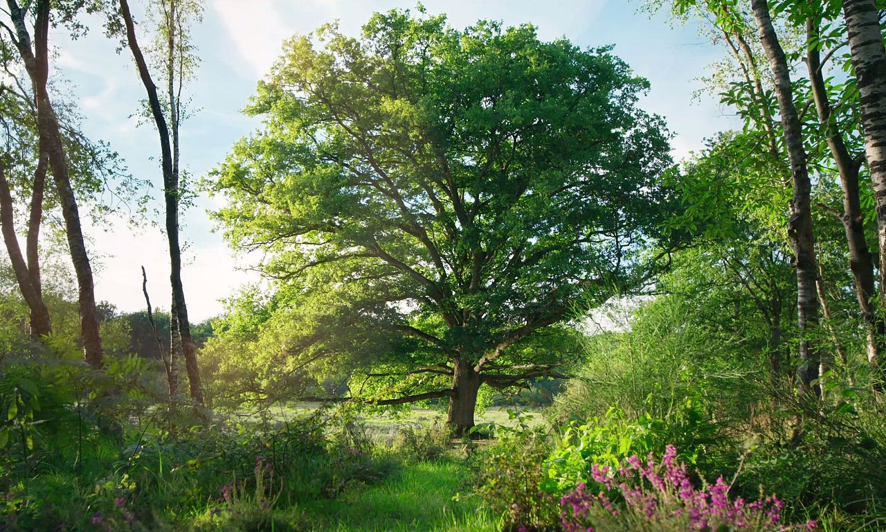 header image for Heart of an Oak