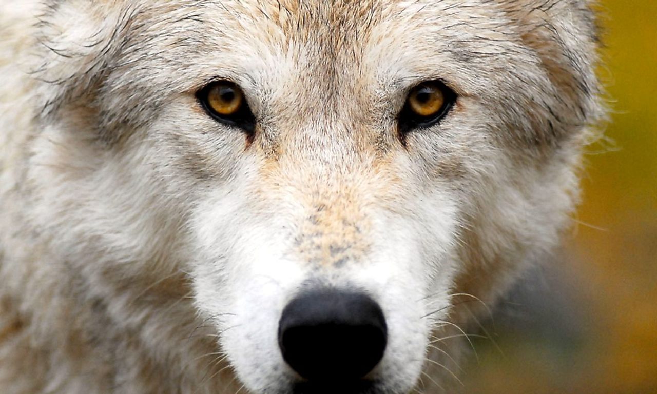 header image for Land of the Lost Wolves