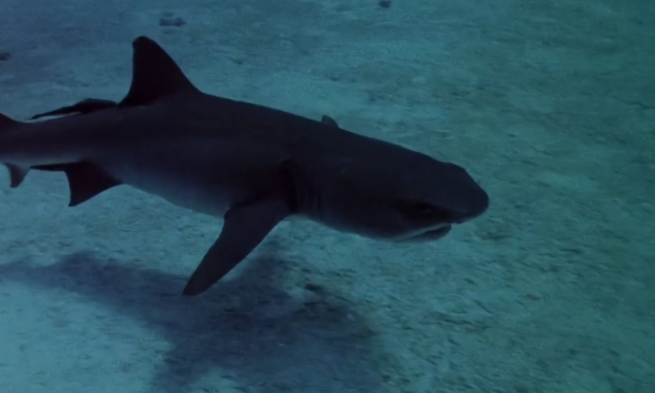 header image for Sharks' Treasure