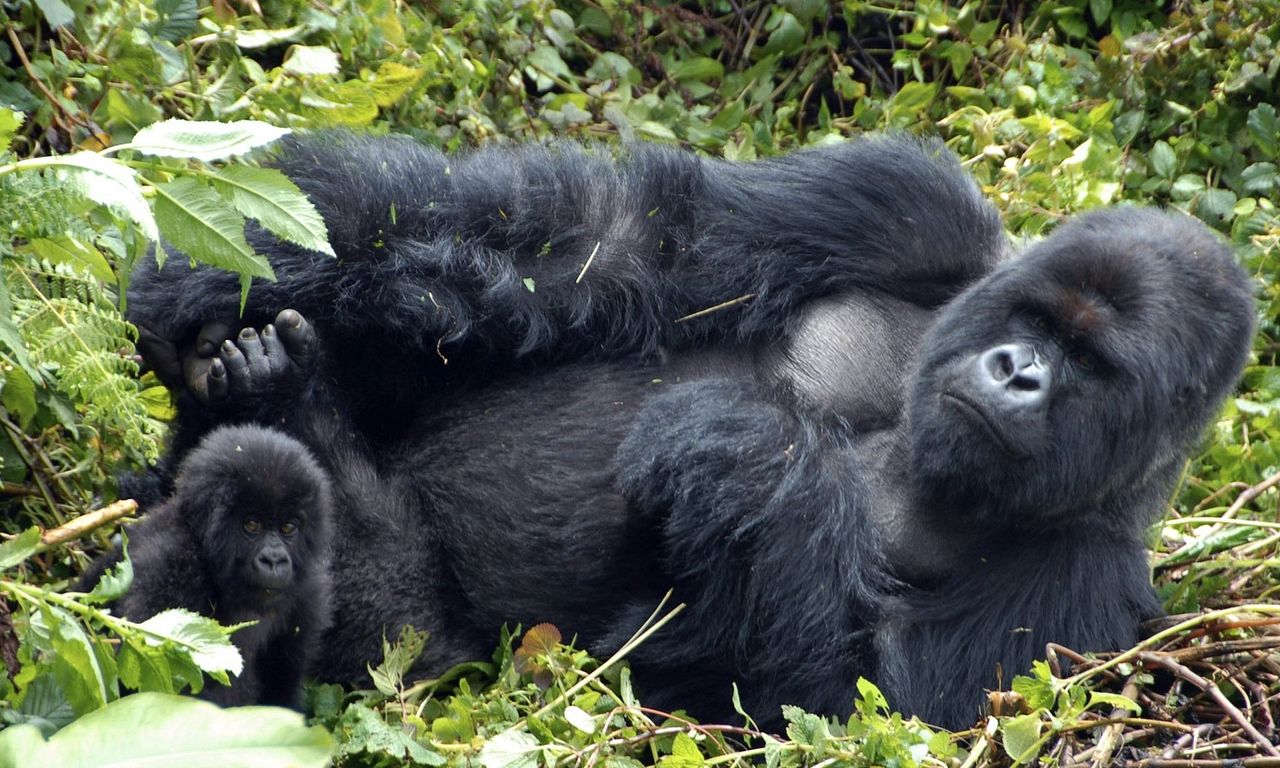 header image for Mountain Gorilla