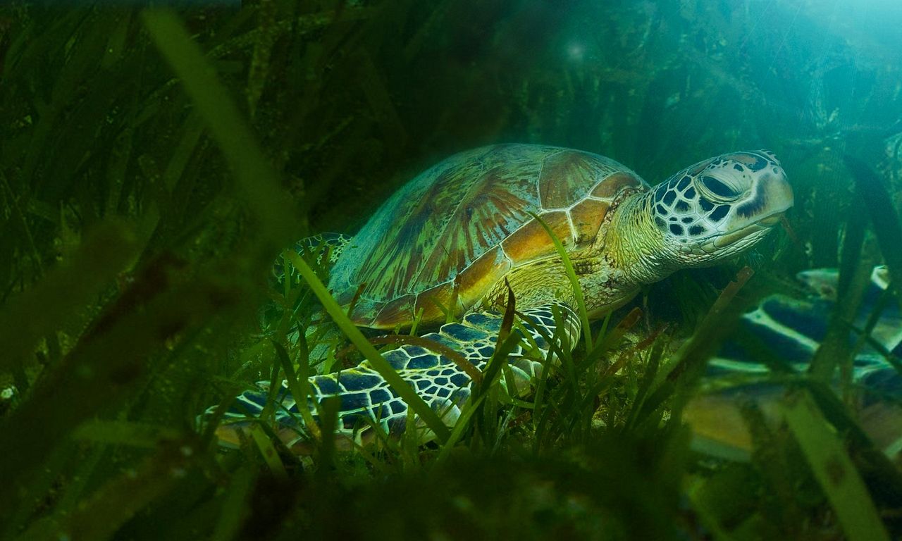 header image for Great Barrier Reef