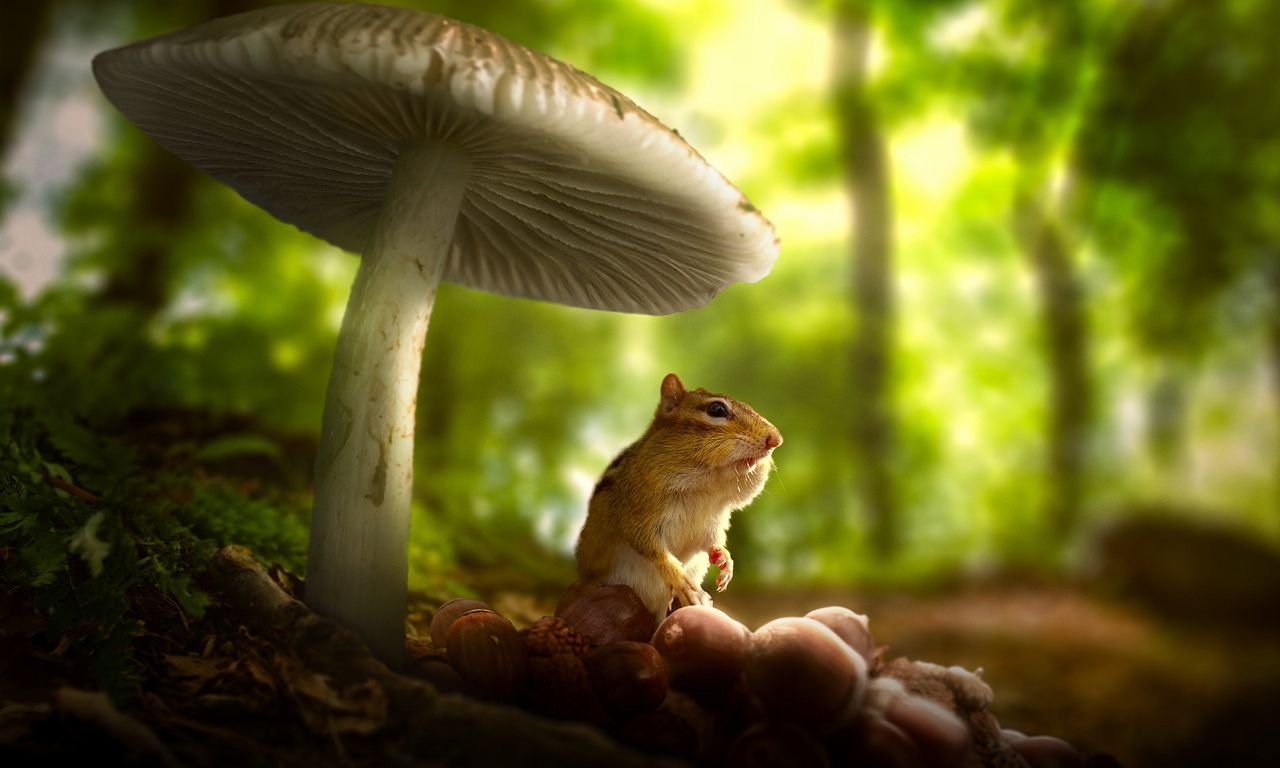 header image for Tiny World