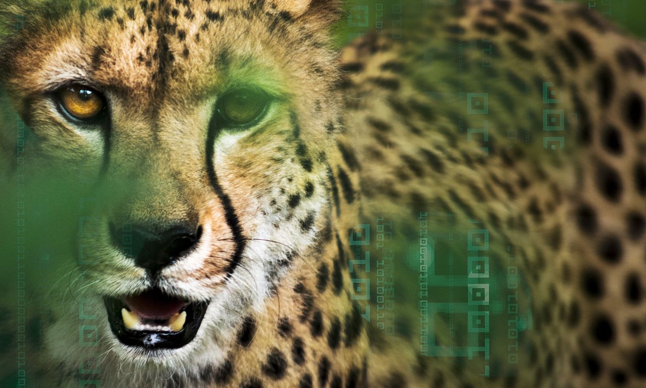header image for Hacking the Wild