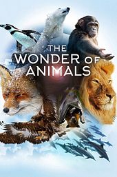 The Wonder of Animals