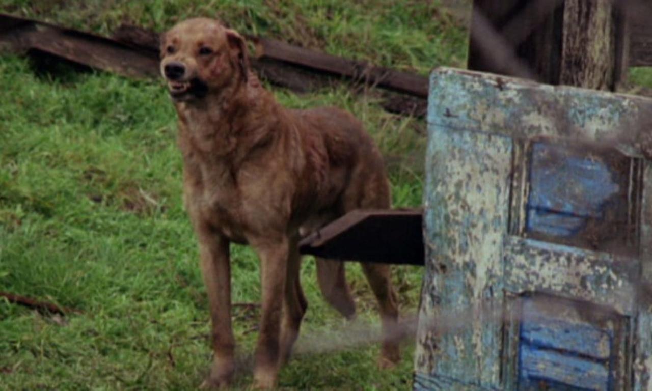 header image for The Pack