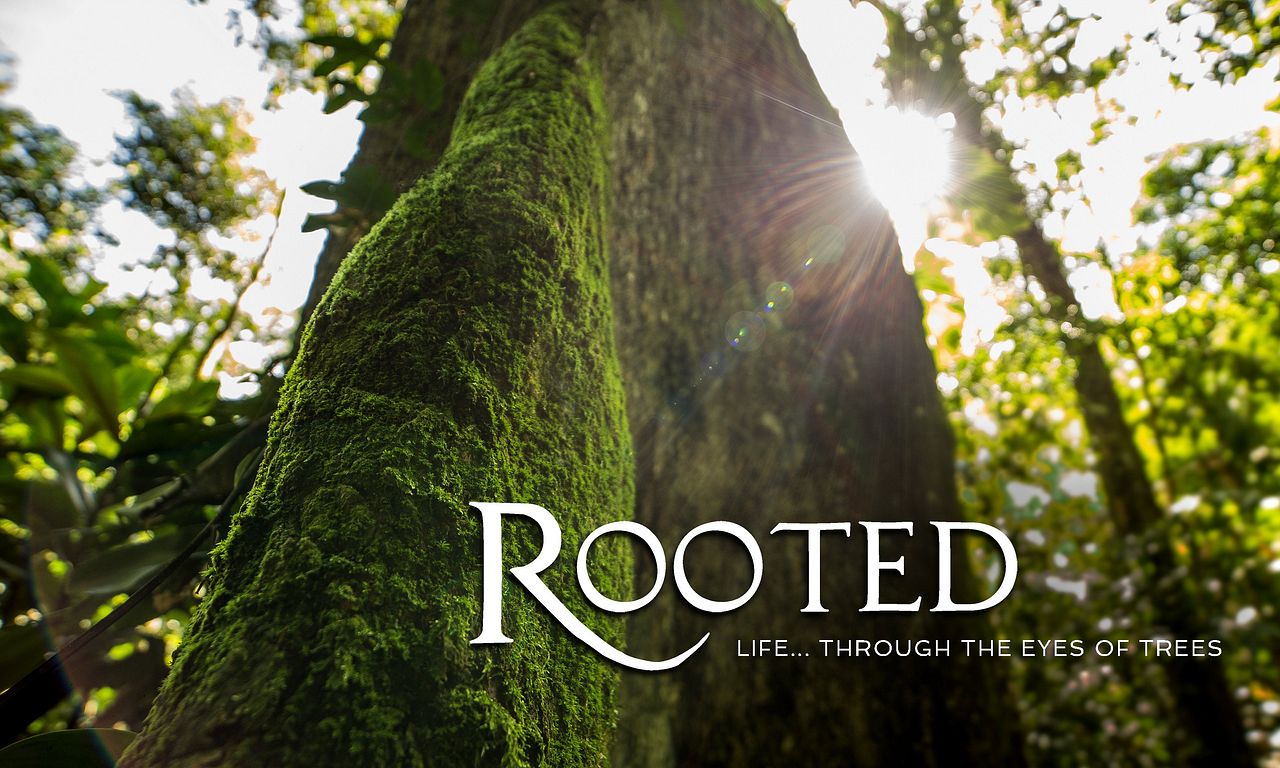 header image for Rooted
